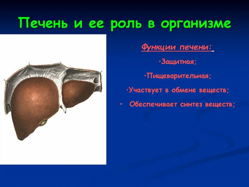 Печень что делает в организме. Печень и её роль в организме. Роль печени в организме человека. Функции печени. Какую роль играет печень.