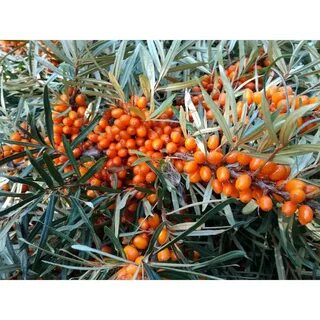 Hippophae rhamnoides