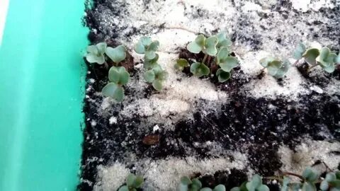 Как посадить вытянувшуюся рассаду капусты