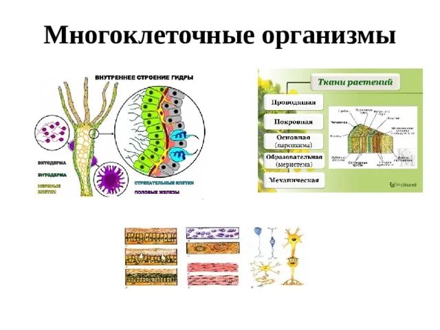 Назовите уровни организации многоклеточного организма