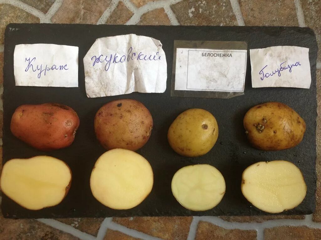 Вес 1 картофеля. 100 Грамм картофеля. Картошка грамм. Вес картофеля 1 шт. 100 Грамм картофри.