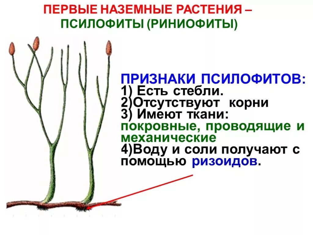 Водоросли псилофиты споровые растения. Риниофиты споровые растения. Псилофиты и риниофиты. Высшие споровые растения псилофиты.