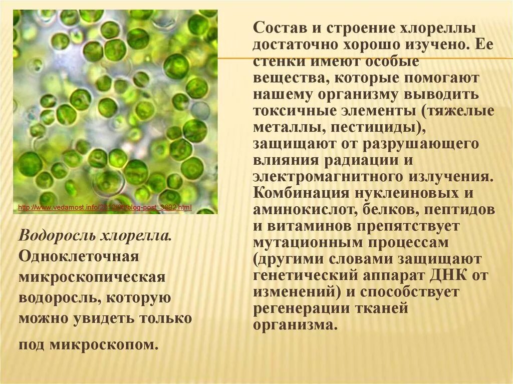 Какая водоросль является одноклеточной. Одноклеточные зеленые водоросли хлорелла. Хлорелла одноклеточная. Одноклеточная водоросль хлорелла. Зеленые водоросли хлореллы строение.