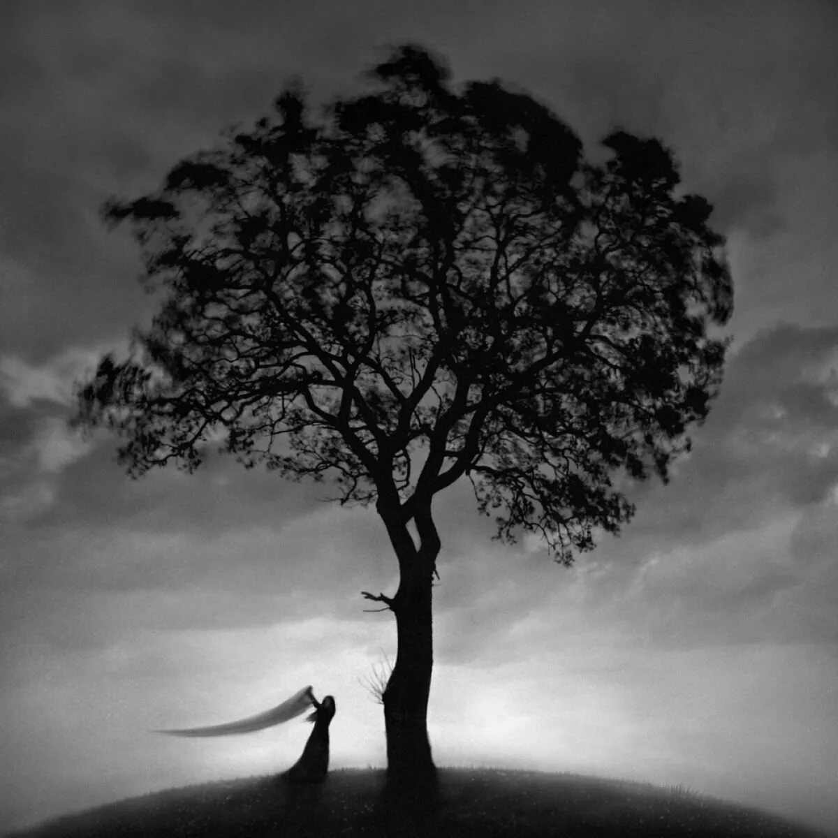 Одинокие деревья. Деревья одиночества. Одинокое дерево. Деревья одиночества. Одинокое дерево в поле.