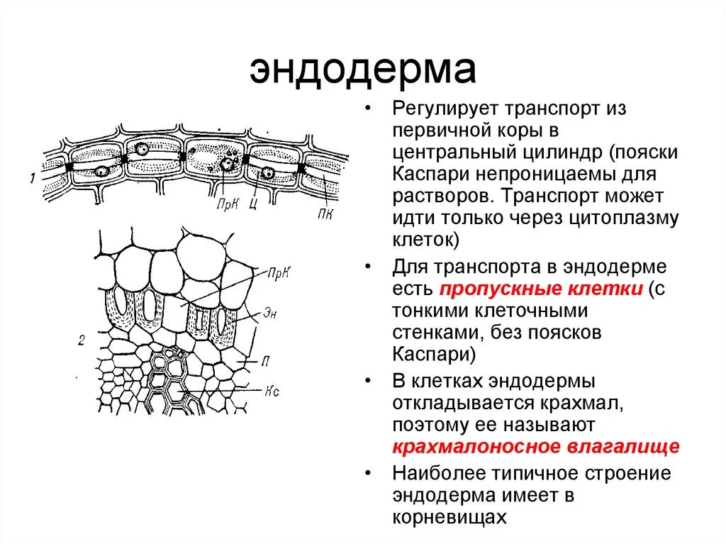 К образованию какой структуры приводит суберинизация. Пояски Каспари у растений. Пояски Каспари функции. Эндодерма строение и функции. Пропускные клетки эндодермы корня это.