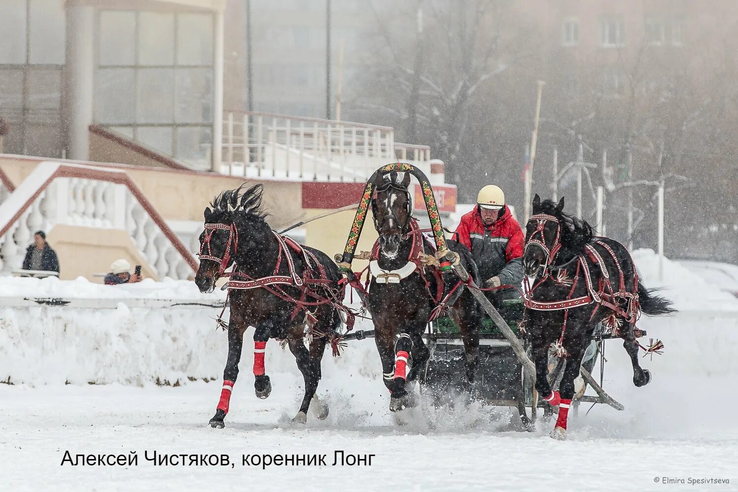 Тройки сильнейших. СПК племенной конный завод Вологодский. Вологда конный завод Ерофейка.