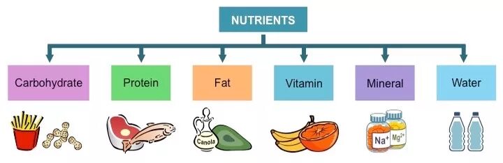 Protein minerals vitamins. Proteins fats carbohydrates. Рисунок на тему белки жиры углеводы. Инфографика еда healthy Diet Proteins fats carbohydrates. Hydrolisis of Carbs fats Proteins.