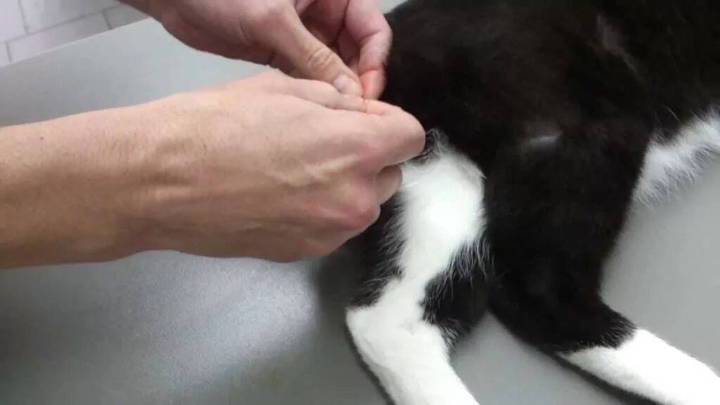 Сколько кошка отходит от наркоза. Коты после наркоза кастрации. кот отходит от наркоза. техника кастрации котов.