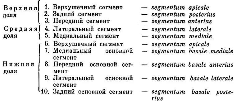 Сегментарное строение легких анатомия. Сегменты легких анатомия латынь. Сегменты печени анатомия. Сегменты печени кт анатомия. Сегмент на латинском.