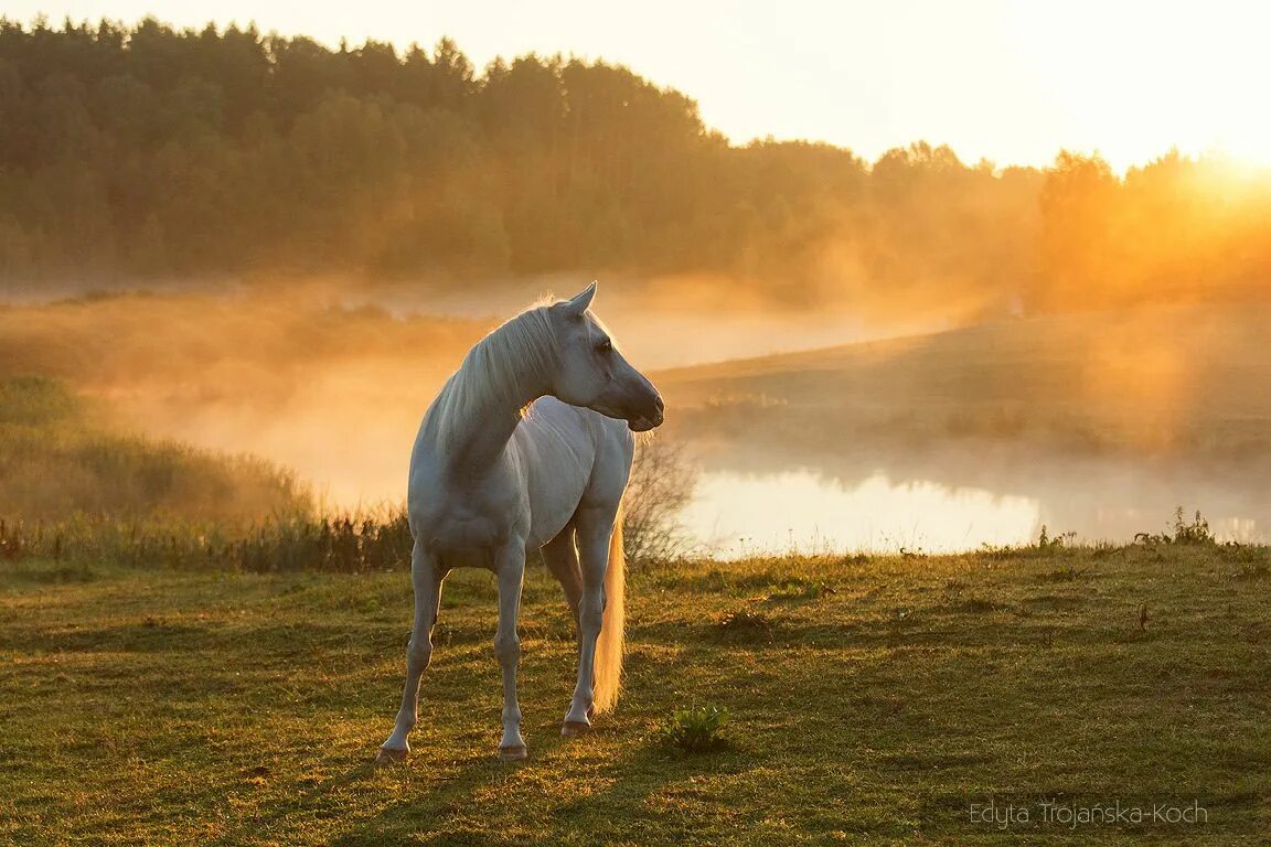 любимые фотографии - Ольга Котикова - конники - equestrian.ru