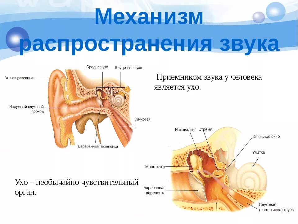 Чувствительный орган слуха. Звук воспринимаемый человеческим ухом. Ухо воспринимает звук. Как ухо воспринимает звук. Механизм восприятия звука человеком.