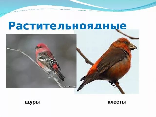 Роль растительноядных птиц в природных сообществах. Растительноядные птицы. птицы растительноядные названия. где обитают растительноядные птицы. клест экологическая группа.