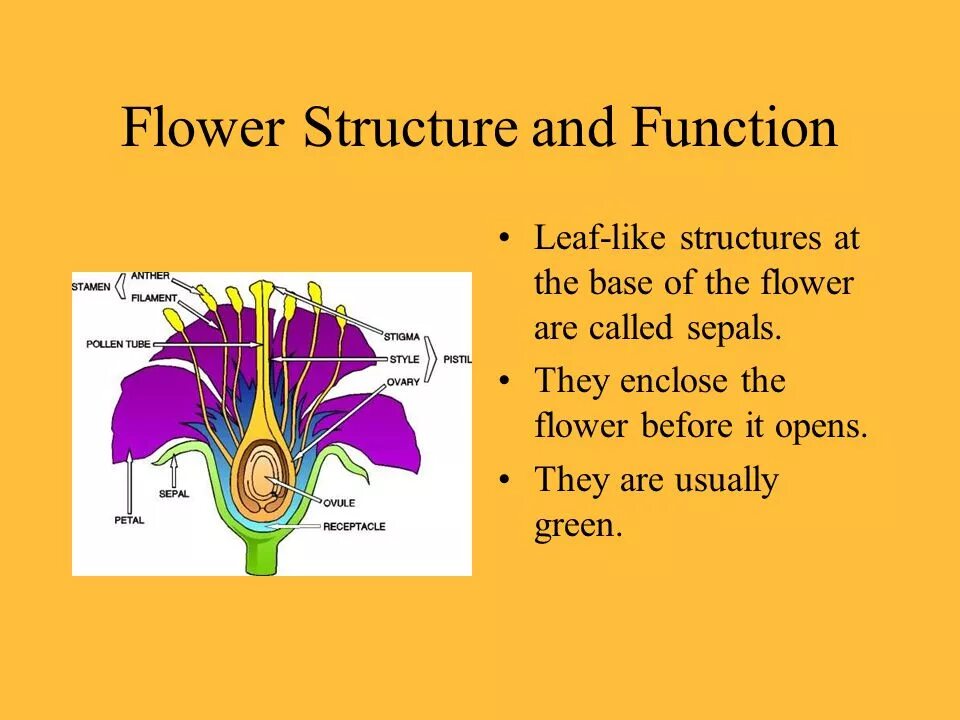 The purpose and functions of. Flower structure. functions of flowers. flower structure biology. style flower structure.