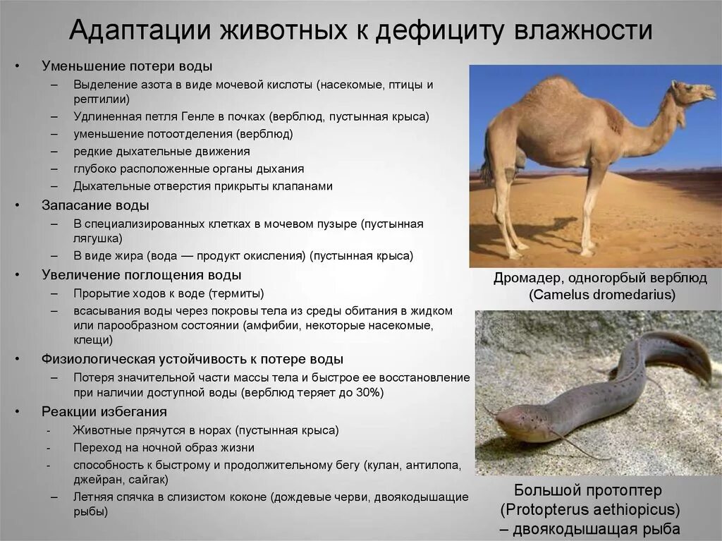 Картинки МОРФОЛОГИЧЕСКИЕ АДАПТАЦИИ К НЕДОСТАТКУ СВЕТА