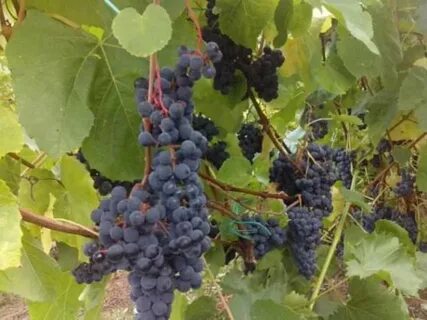 Виноград сорт загадка