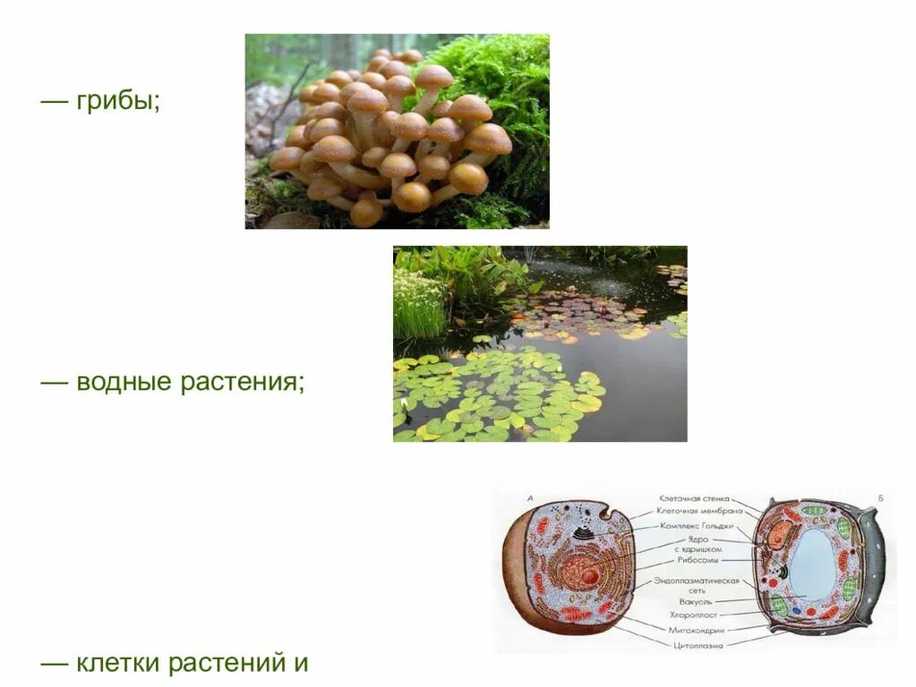 Почему некоторые одноклеточные грибы называют патогенными. Название водных грибов. Водные грибы примеры. Водяной гриб. Гриб в водной среде название.