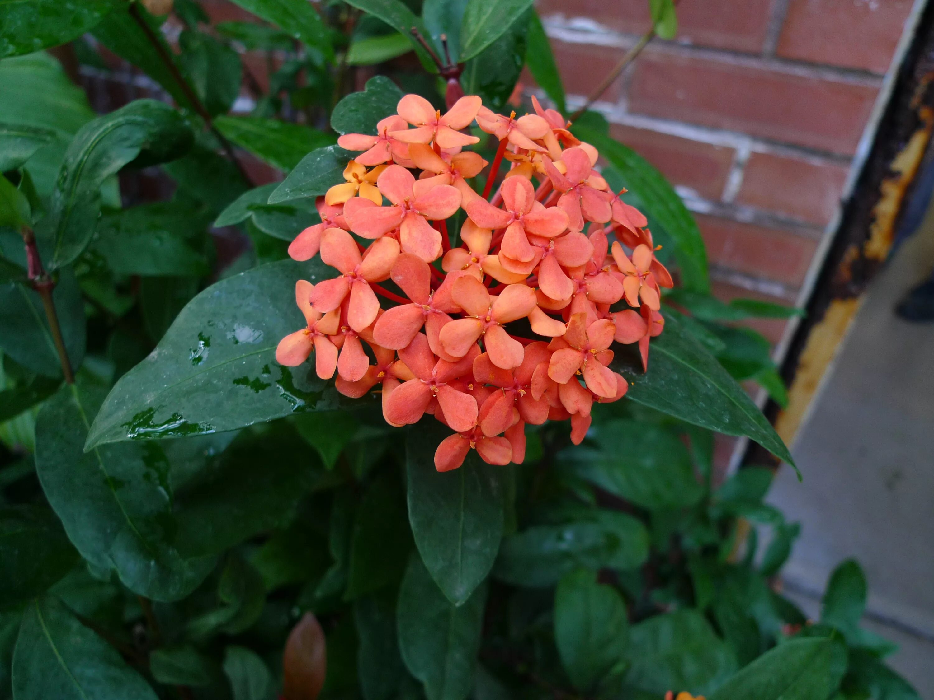 Ixora coccinea. иксора ярко красная. иксора вариегатная. иксора красная растение. иксора яванская.