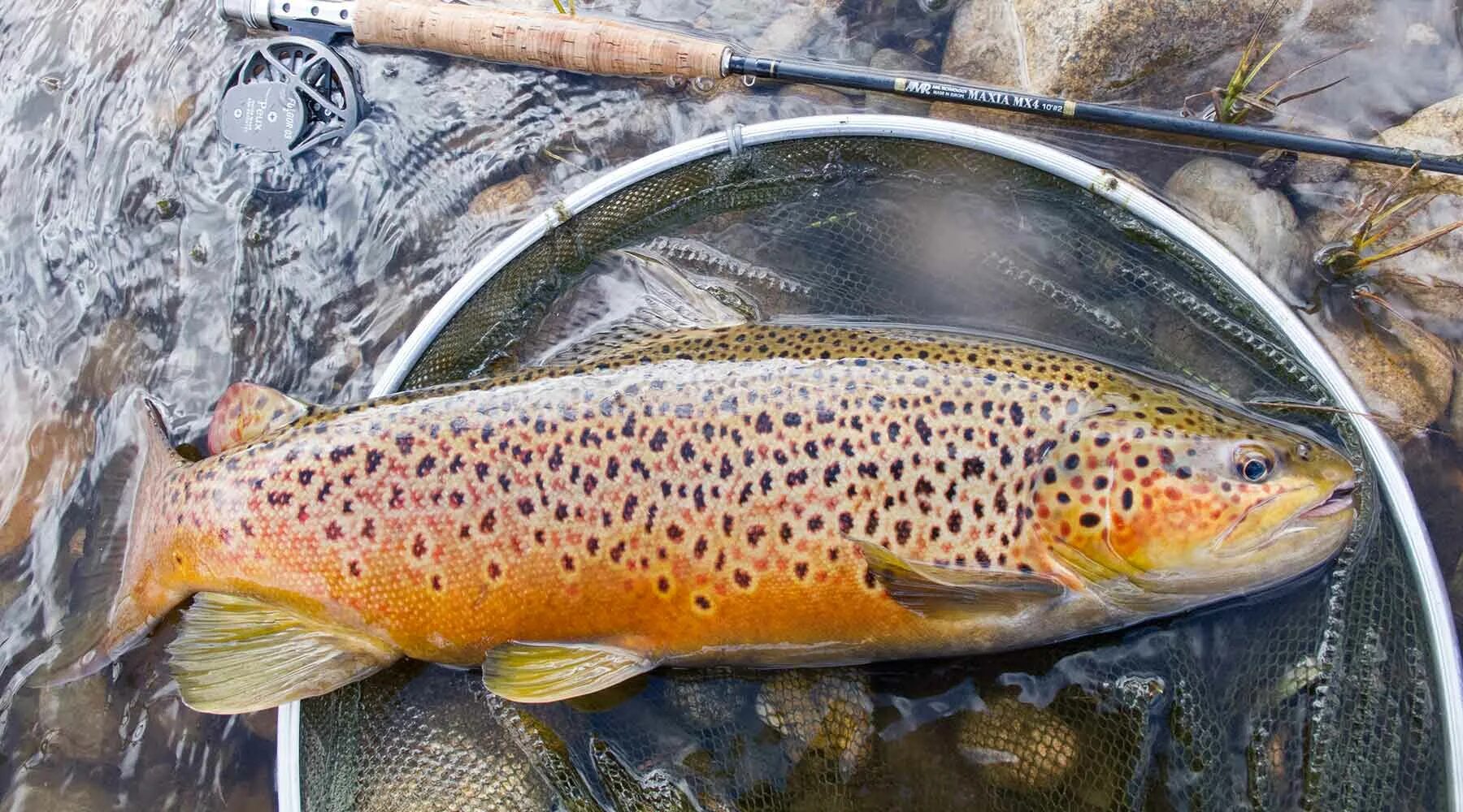 Fish may be