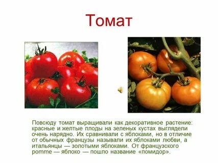 К какому виду плода относится помидор