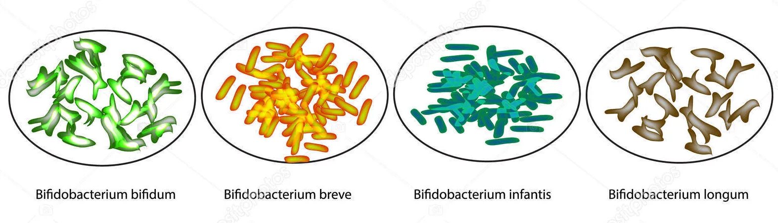 Бифидобактерии содержит. Bifidum бактерии. Микроскопия бифидобактерии бифидум. Bifidobacterium bifidum по Граму. Бактерии Bifidobacterium longum.