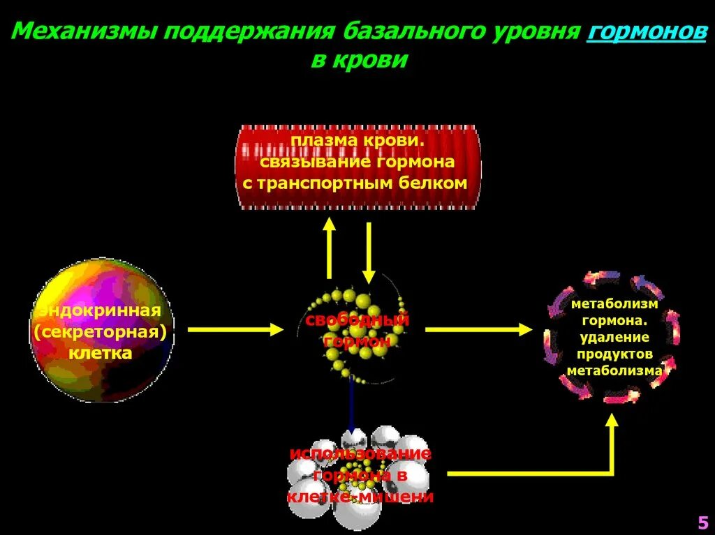 Механизмы поддержания крови. Адреналин гормон клетки мишени. Специфические транспортные белки гормонов. Транспортным белкам плазмы крови:.