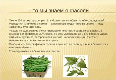 Фасоль что с ней делать