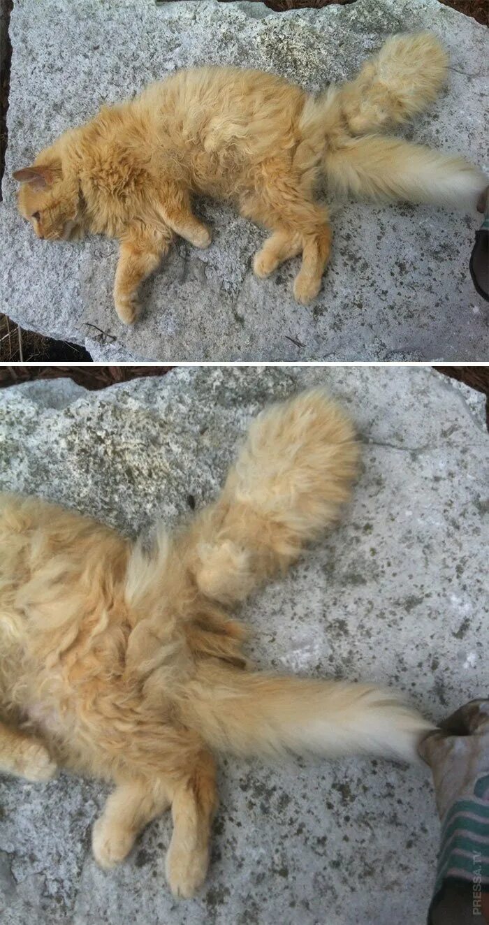 Животное 4 уха. Кот с двумя хвостами мутация. Порода кинкалоу. Кошка с двумя хвостами. Вонён айдол.