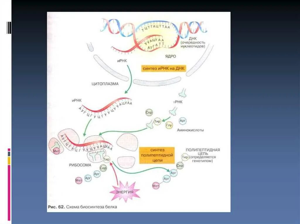 Направление синтеза белка. Схема процесса транскрипции Биосинтез белка. Биосинтез белка схема ЕГЭ биология. Схема биосинтеза белка в живой клетке 9 класс. Биосинтез белка биология 10 класс учебник.