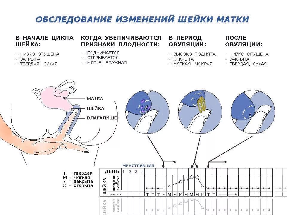 Как понять когда овуляция. Овуляция признаки беременности. Месячные беременность овуляция. Как определить овуляцию у женщин.