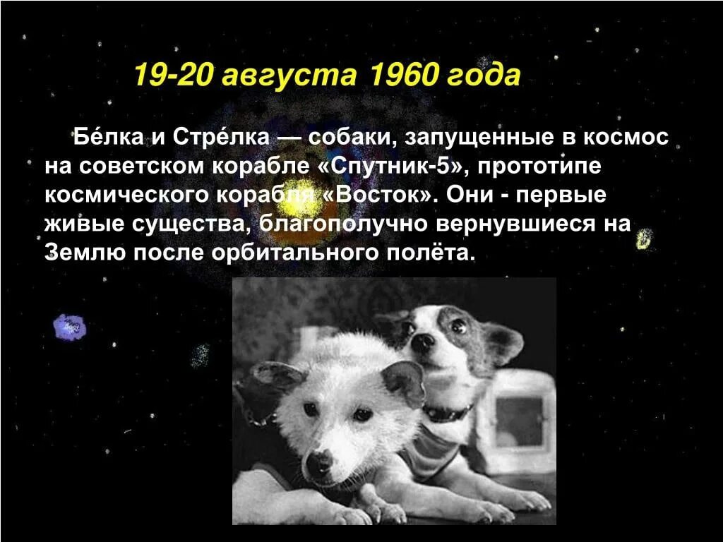 Спутник 5 собаки. Белка и стрелка 19 августа 1960 г.собаки. 1960 Год космический корабль Восток белка и стрелка. Белка и стрелка полёт в космос 1958. Первая собака полетевшая в космос.
