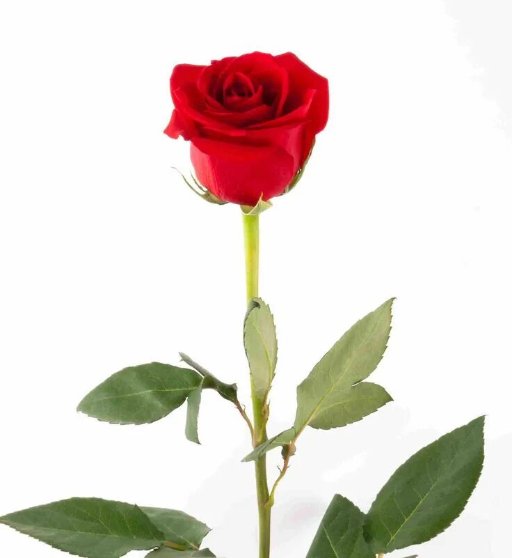 One rose. Одиночные розы. Цветы одиночные. One rose. Розы с длинным стеблем.