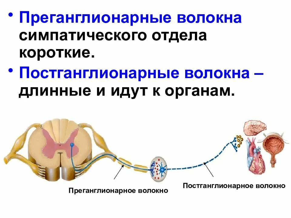 Постганглионарные волокна симпатической нервной системы. Парасимпатическая нервная система преганглионарные. Постганглионарные волокна симпатической нервной системы длинные. Постганглионарные Нейроны парасимпатического отдела. Симпатич