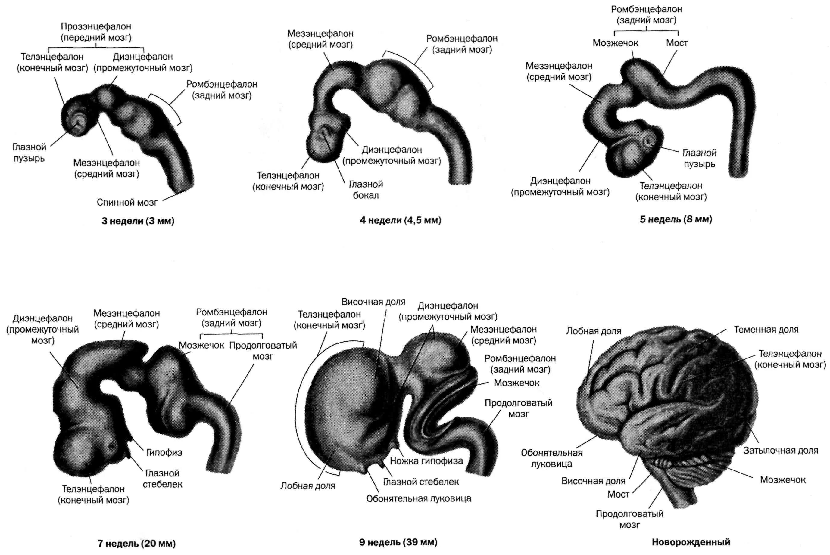 этапы развития головного мозга в эмбриогенезе. стадии раннего развития головного мозга. эмбриогенез головного мозга стадии развития. основные этапы развития головного мозга в эмбриогенезе позвоночных. формирование головного мозга в эмбриогенезе.