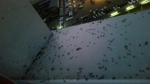 Клопы новосибирск
