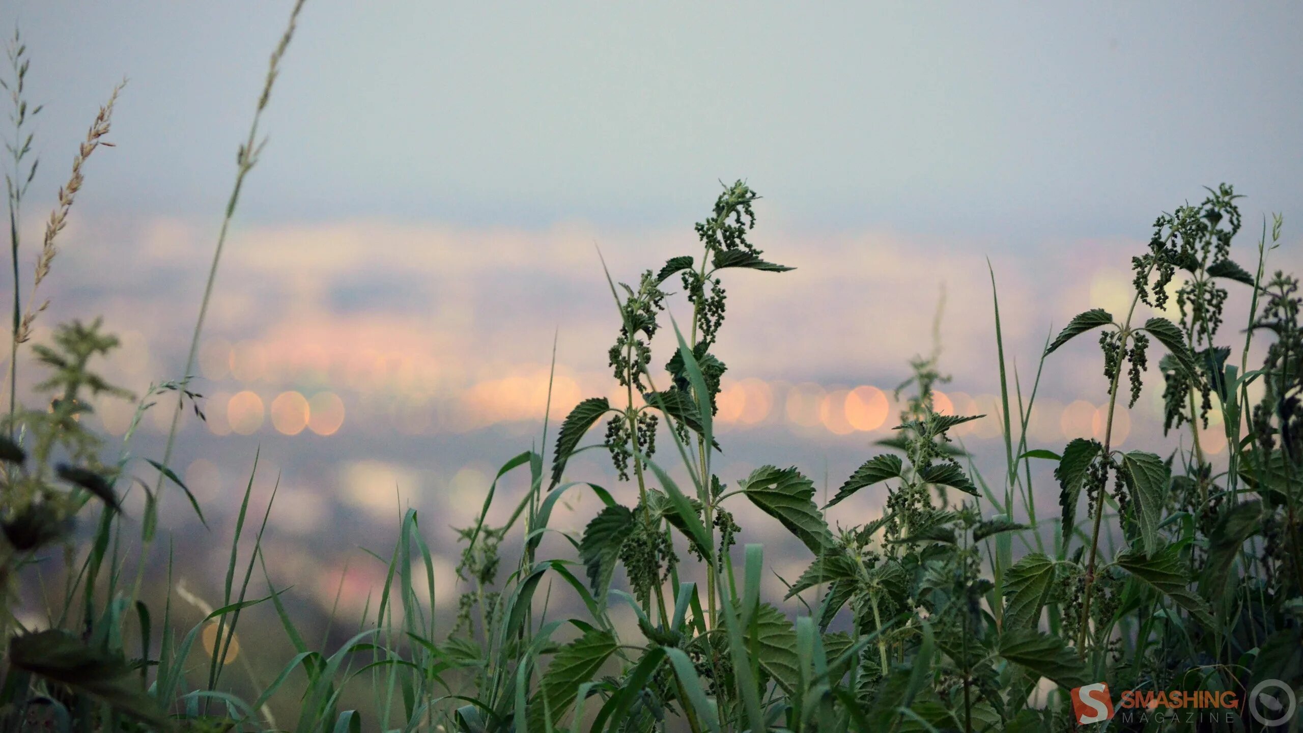 Польза рудеральных растений. Заросли крапивы. Наталья пушкова крапива лебеда. Крапива лебеда минус бэк. Крапива луговая.