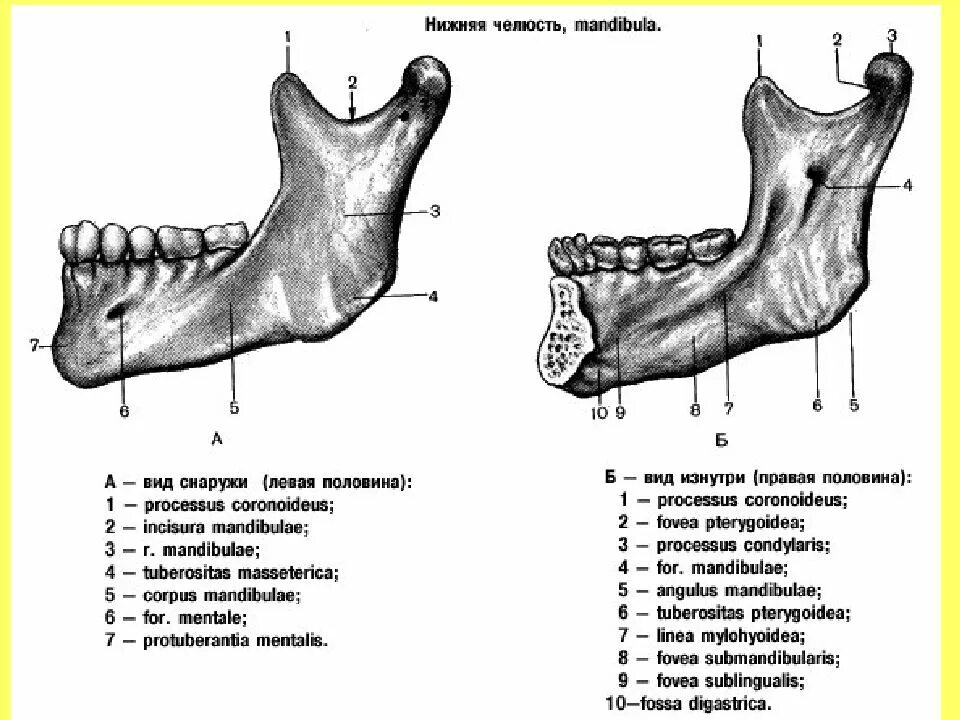 Нижняя челюсть анатомия медунивер. Нижняя челюсть анатомия латынь. Сагиттальный разрез нижней челюсти. Части нижней челюсти анатомия. Нижняя челюсть с другими костями черепа