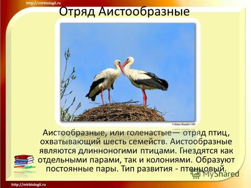 Где живут аисты. Обложка журнала детская энциклопедия. Аист тип развития. Аист тип развития. Рассказ про аиста.