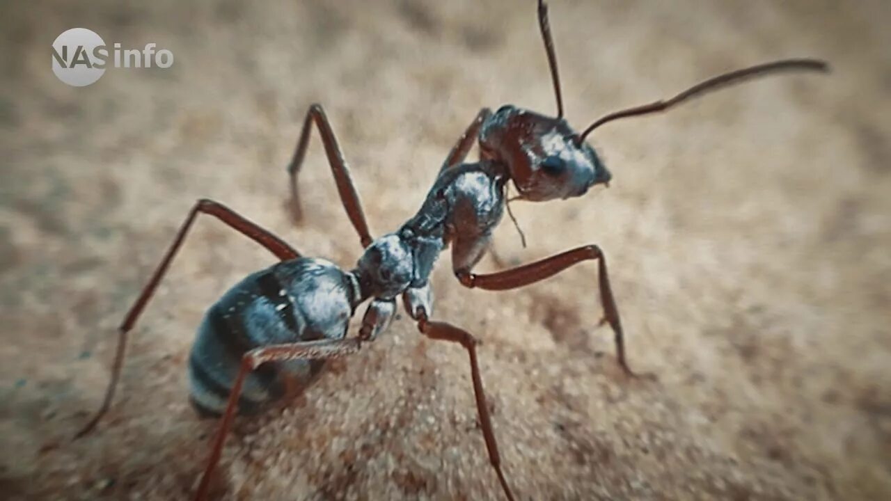 Муравьи рода формика. Сахарский серебряный муравей (cataglyphis bombycina),. Каребара муравьи. Cataglyphis bombycina. Формика руфа самец.