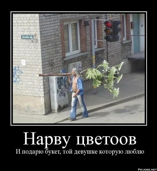 Нарву цветов той девушке которую люблю. Нарву букет и подарю. нарву букет и подарю той девушке которую люблю. прикол нарву цветов и подарю букет. сорву цветов и подарю букет той девушке.