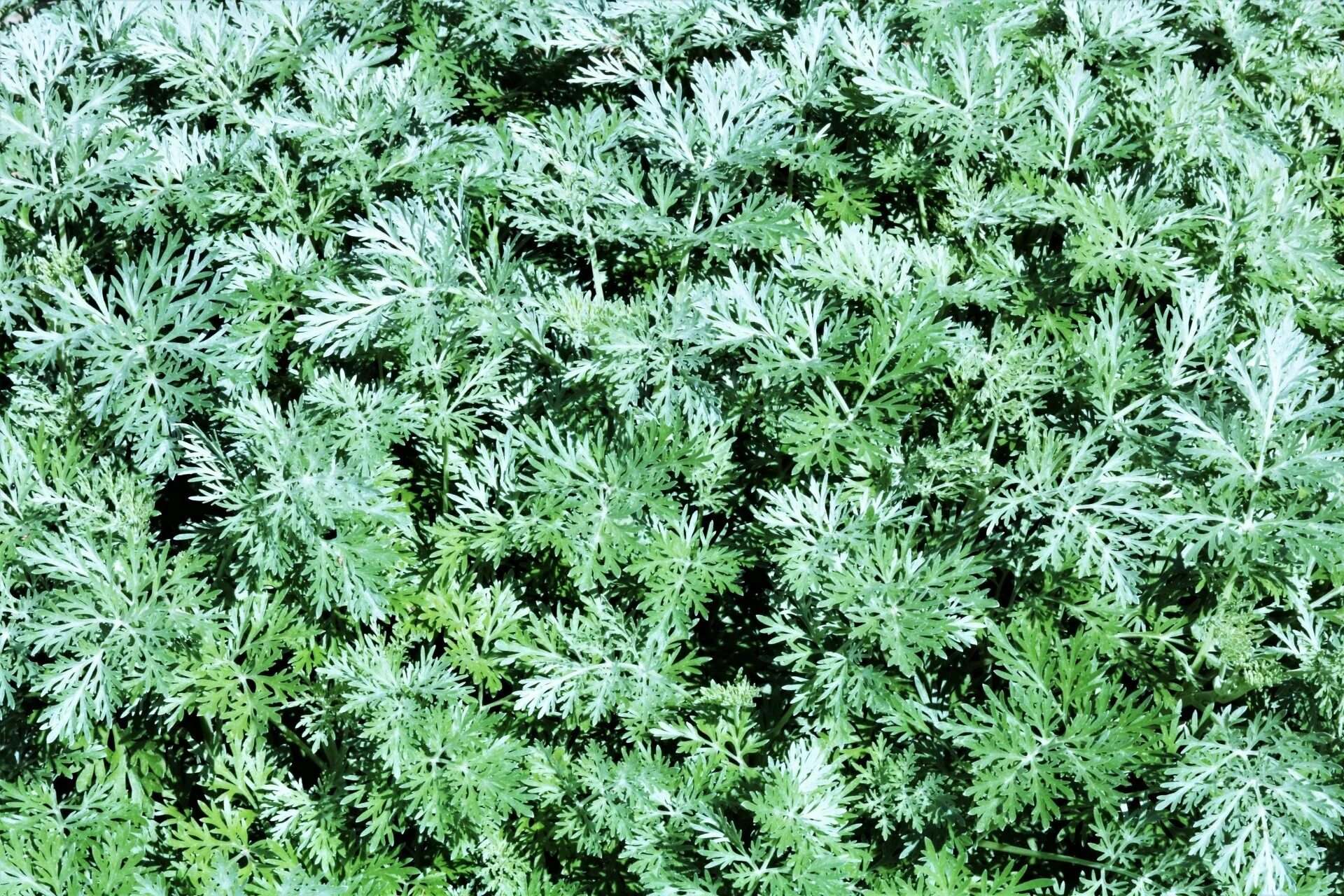 Полынь сорняк. Полынь зеленая горькая. Полынь зеленое. Artemisia rupestris. Полынь горькая.