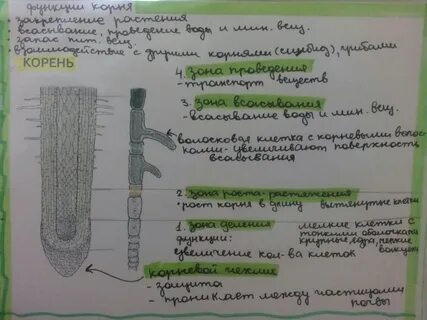 Таблица зоны корня 6 класс биология строение