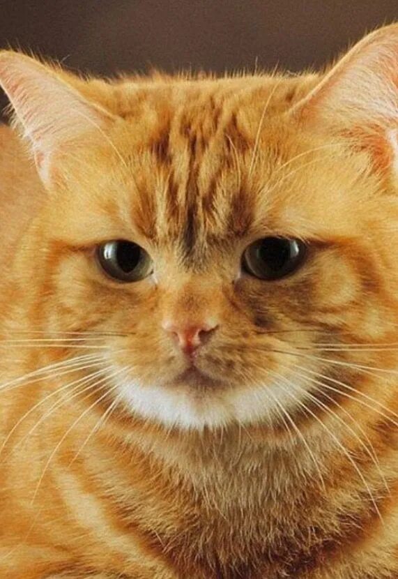 Почему рыжие только коты