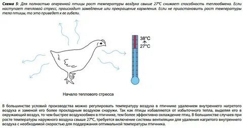 Почему птицы нормально функционируют при температуре 40