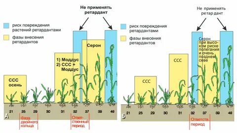 Сроки посадки озимого