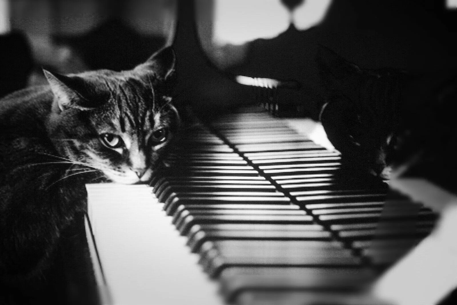 Кот на пианино. Кот на рояле. Кошка на пианино. Кот пианист. Мем играет на пианино