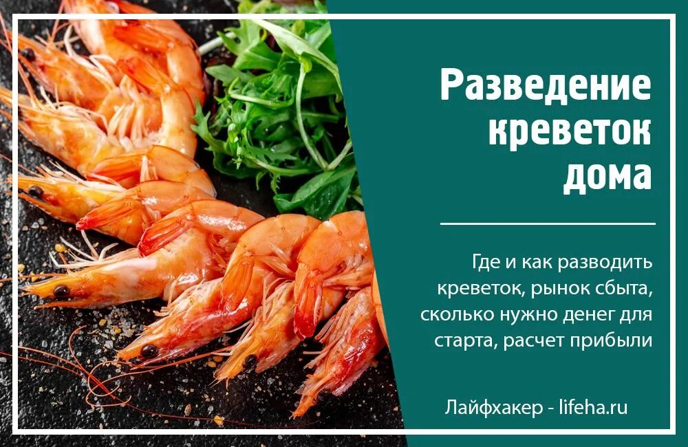 Разведение креветок. Размножение креветок. Культивирование креветок. Разведение креветок в домашних условиях.