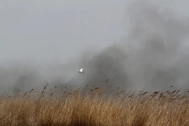 Дым от костра. Пожар на закате. Картинки дым над землей. Дым над землею. Фон война.
