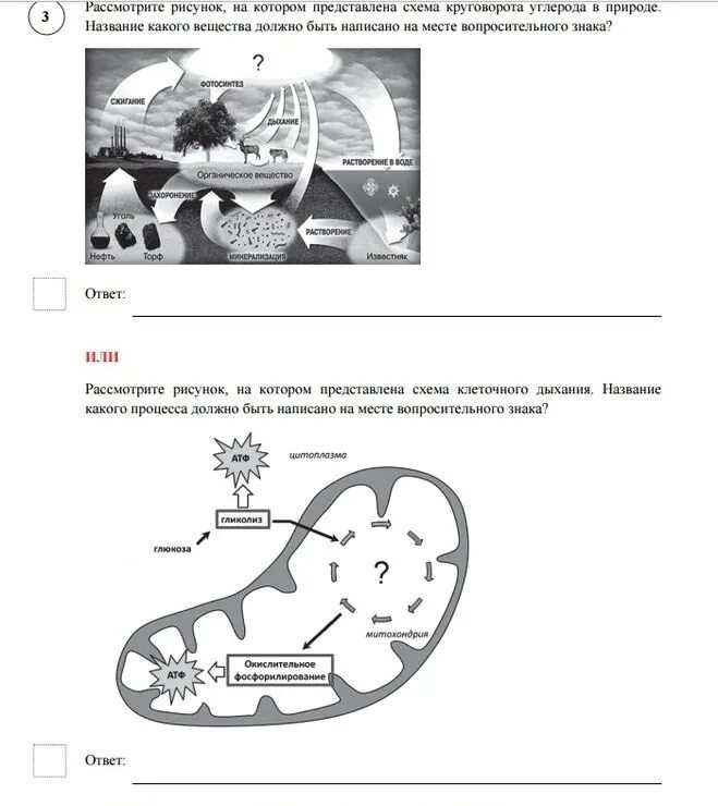 Впр по биологии 6 класс 2020 год с ответами. Впр по биологии 11 класс 2020. Впр по биологии 11 класс задание 11. Впр по биологии 11 класс ответы. Впр по биологии 11 класс ответы.