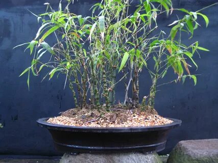 Bamboo bonsai