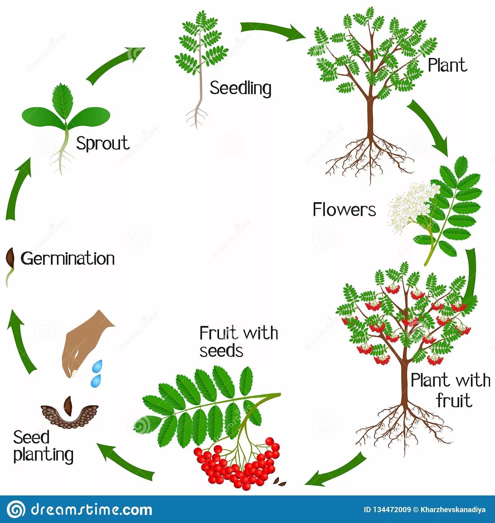 Plant cycle. Жизненный цикл растений для детей. Жизненный цикл растений для дошкольников. Жизненный цикл растений рисунок. Цикл растений рябина.